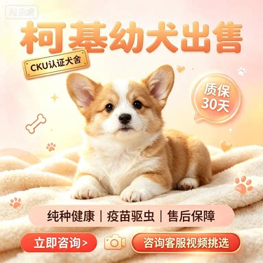 纯种柯基幼犬活体双血统威尔士双色三色小短腿小型柯基犬宠物狗狗