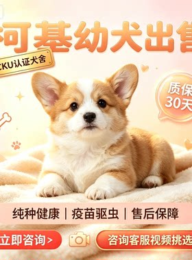 纯种柯基幼犬活体双血统威尔士双色三色小短腿小型柯基犬宠物狗狗