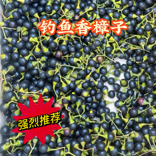 香樟籽冲钓鱼饲料鱼饵新鲜香樟子主攻清波鳊鱼草鱼红眼棒等淡水鱼