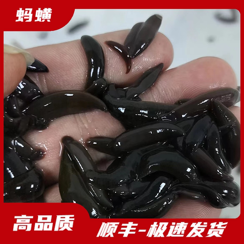 人工养殖蚂蟥诱鱼强活饵