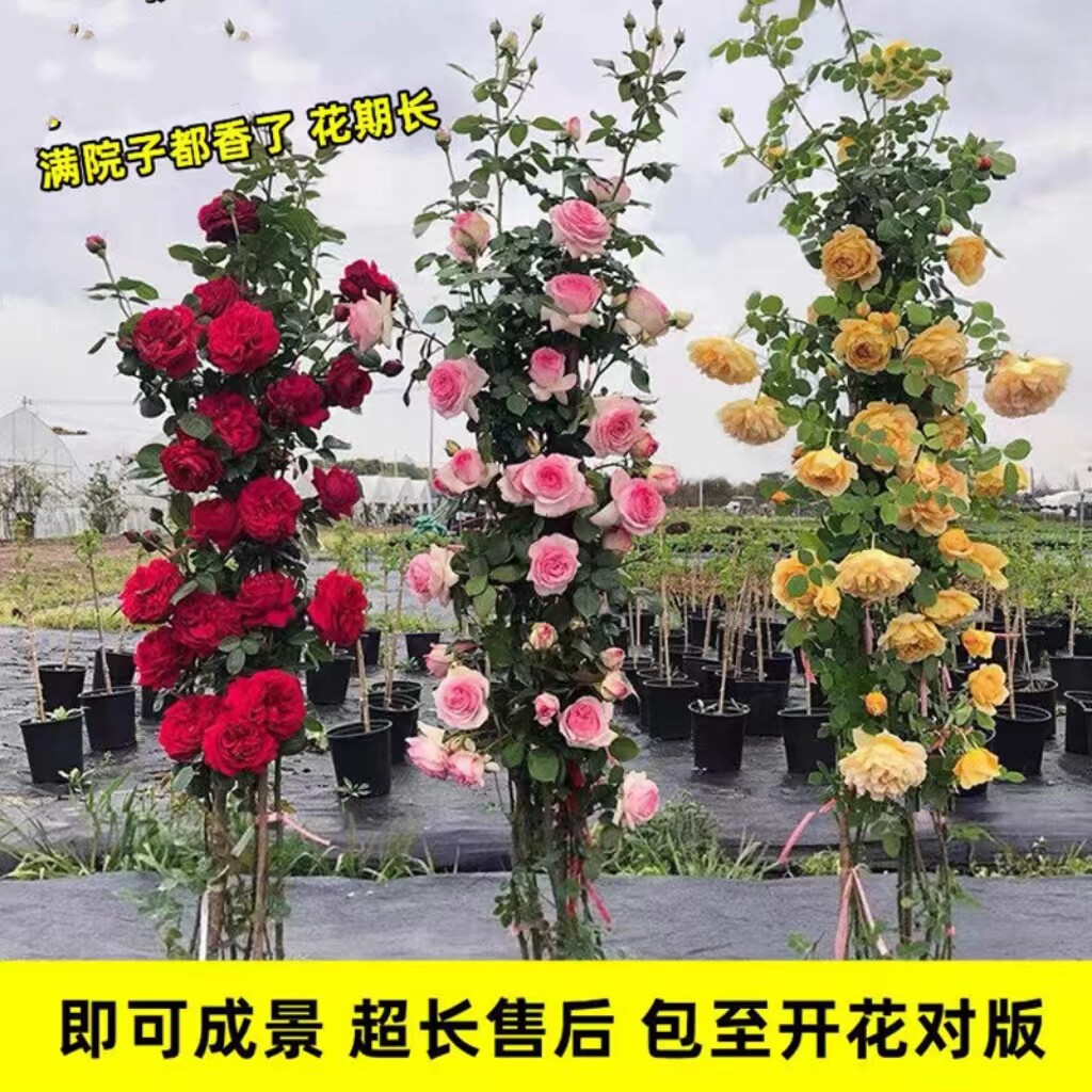 爬藤大苗蔷薇花苗藤本月季特大花爬藤植物开花不断花卉盆栽玫瑰