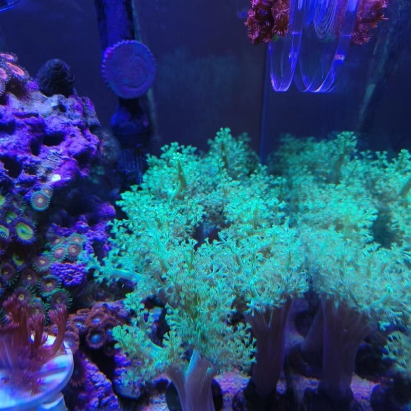 圣诞树珊瑚麦穗珊瑚荧光海缸珊瑚水桃花鸡冠花九尾狐观赏软体珊瑚