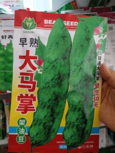 【早熟大马掌油豆角种子】包装随机发纯角籽搭架面豆角无筋无柴