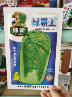 绿霸王青帮黄心白菜种子  棵大心满耐冬储