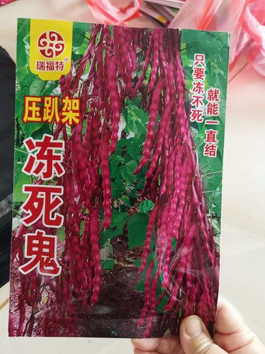 【冻死鬼豆角种子】紫红芸豆种子大荚扁豆种籽四季播农家菜园