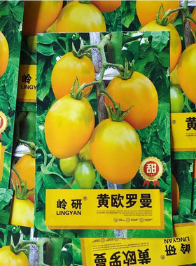 【黄欧罗曼西红柿种子】无限生长早熟金黄色甜味好吃柿子籽