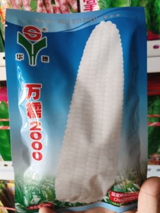 万糯2000白糯玉米种子中熟杂交白玉米籽大棒高产