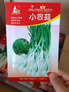 小根蒜种子春秋播种山蒜野蒜小苦蒜种子多年生山野蔬菜种子