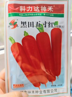 【黑田五寸红种子】五寸胡萝卜日本红参七寸人参胡萝卜种子