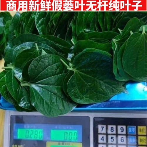 直销假娄叶新鲜捞叶炒田螺青蒌叶