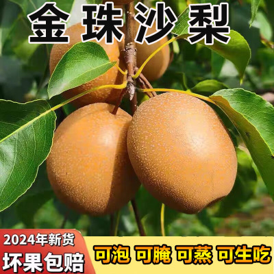 洛宁金珠果沙梨子新鲜孕妇水果斤当季现摘包邮红梨酸甜酥脆