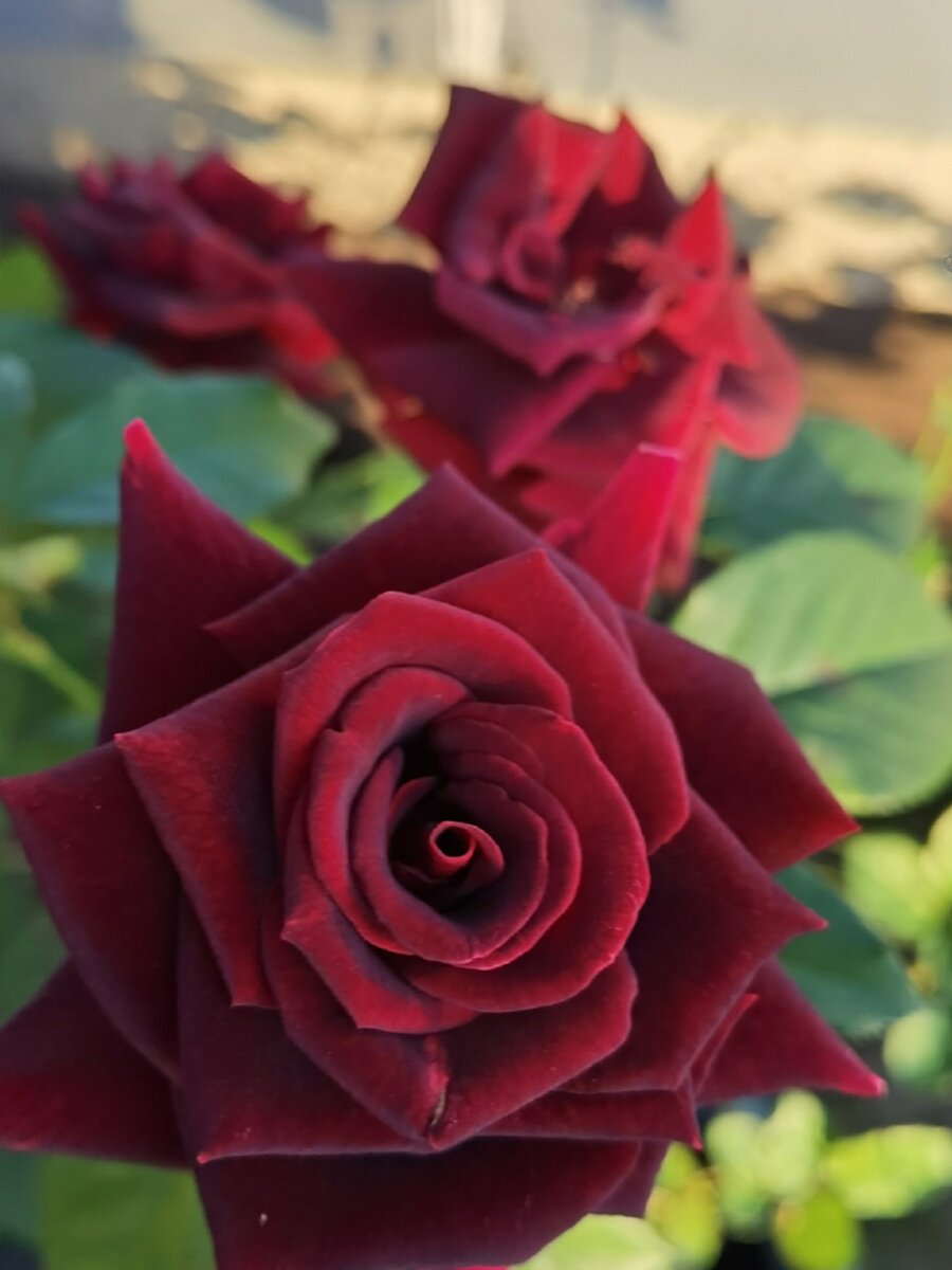 黑巴克月季四季开花阳台盆栽户外庭院地栽灌木花卉黑红色丝绒带盆