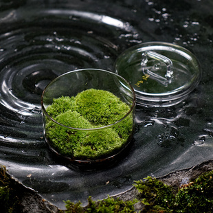 苔藓微景观创意盆景桌面装 圆 顺丰发货 饰植物青苔鲜活