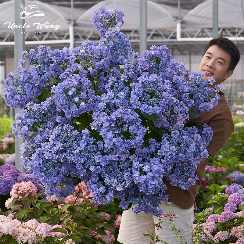 种花王大爷 大花绣球魔幻海洋绣球花卉盆栽花苗植物四季开花阳