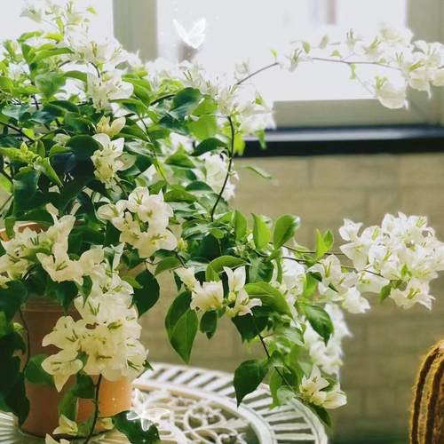 3【白雪公主】三角梅盆栽室内阳台庭院好养花卉四季开 花爬藤好养