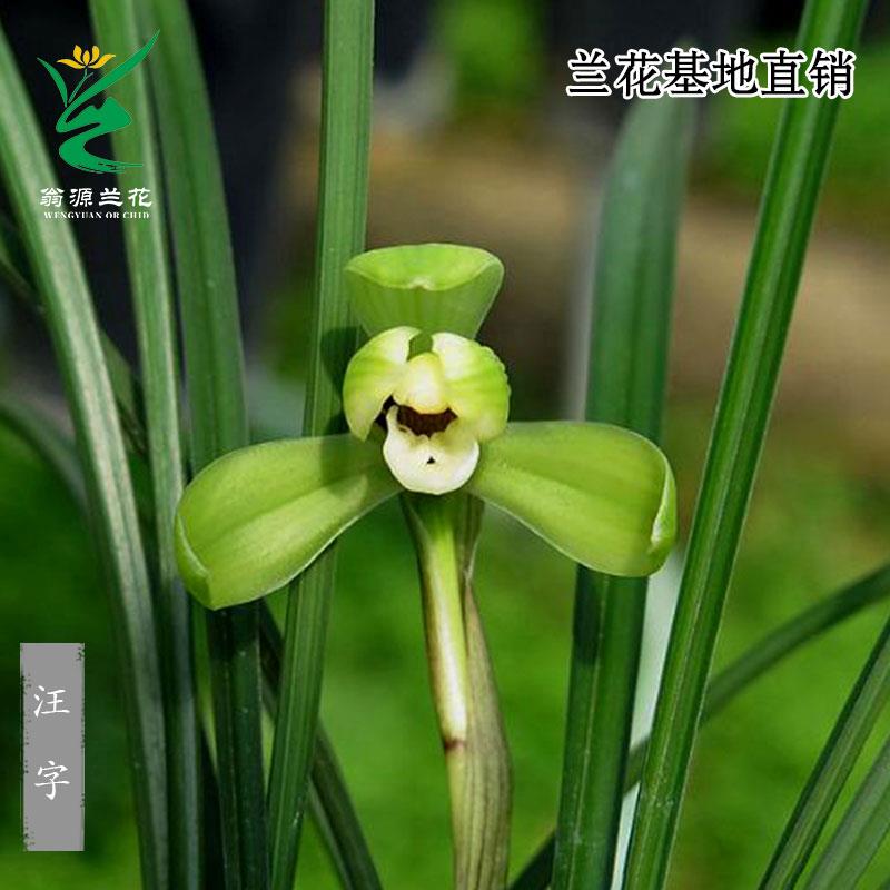 翁源兰花苗老种春兰汪字宋梅带花浓香好易养室内桌面花卉绿植盆栽