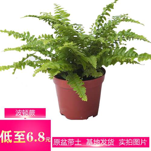 小型观赏蕨类植物盆栽 蕨类盆栽 波斯蕨盆栽 桌面盆栽 喜阴植物
