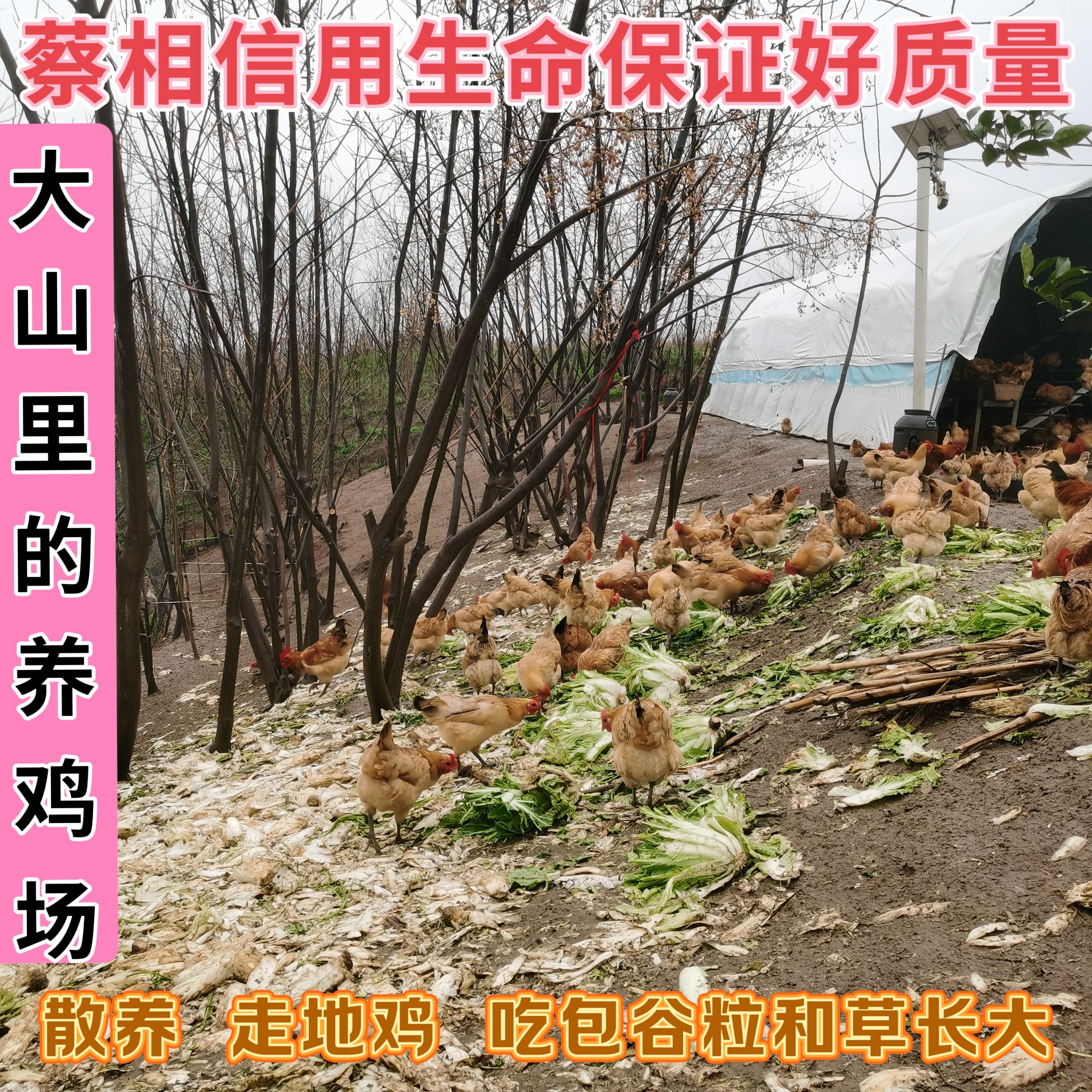 只卖大山里散养的鸡下的柴鸡蛋