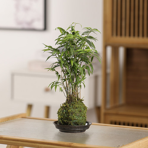 绿植苔藓球生态缸古法养鱼配件