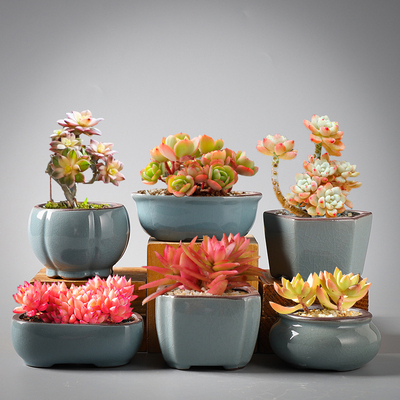 哥窑多肉植物陶瓷花盆盆栽小肉肉植物盆紫砂透气新款简约拇指花盆