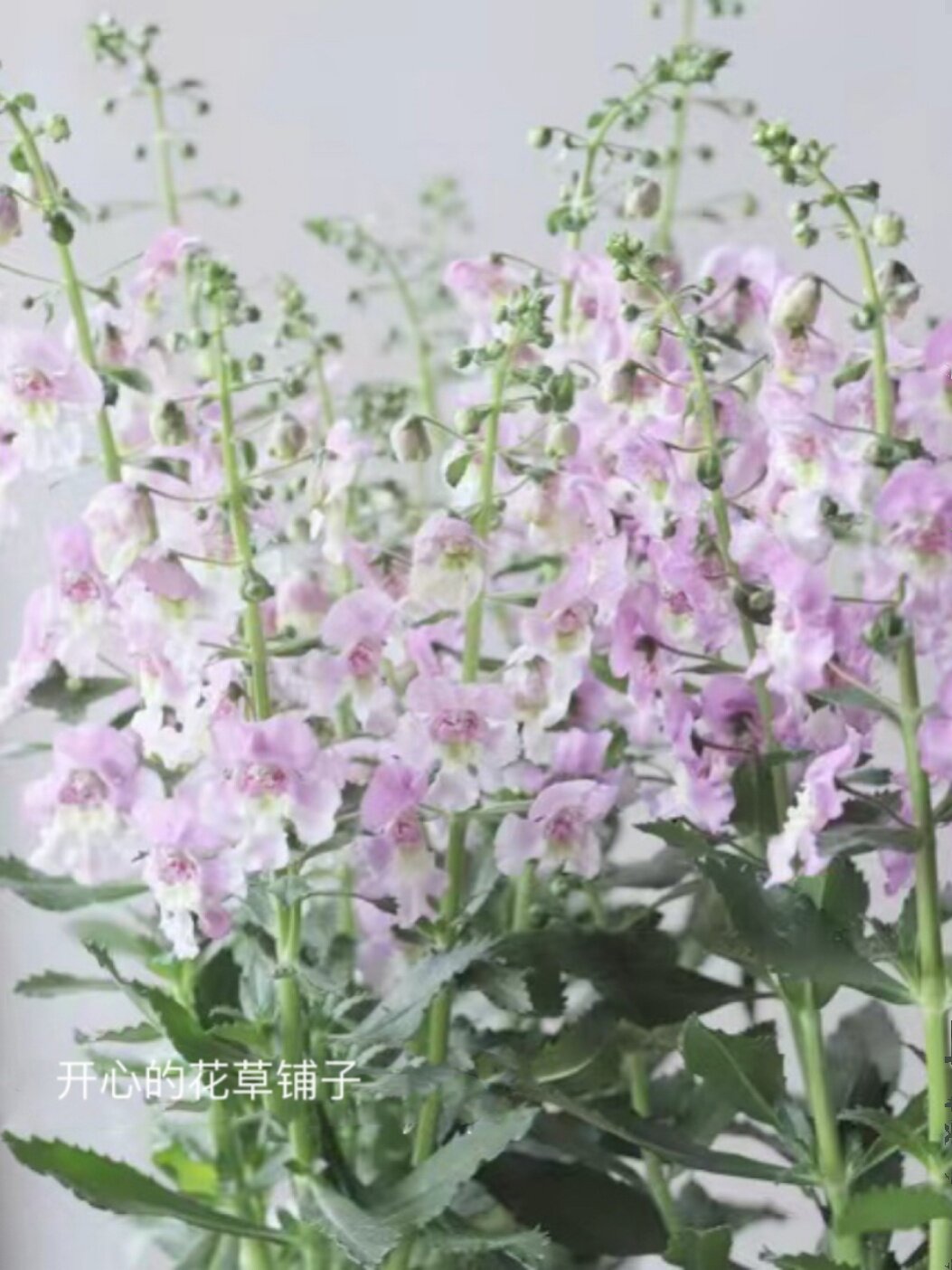 不怕热的花 香彩雀盆栽 带花发货 多年生 耐热耐旱 庭院阳台室内