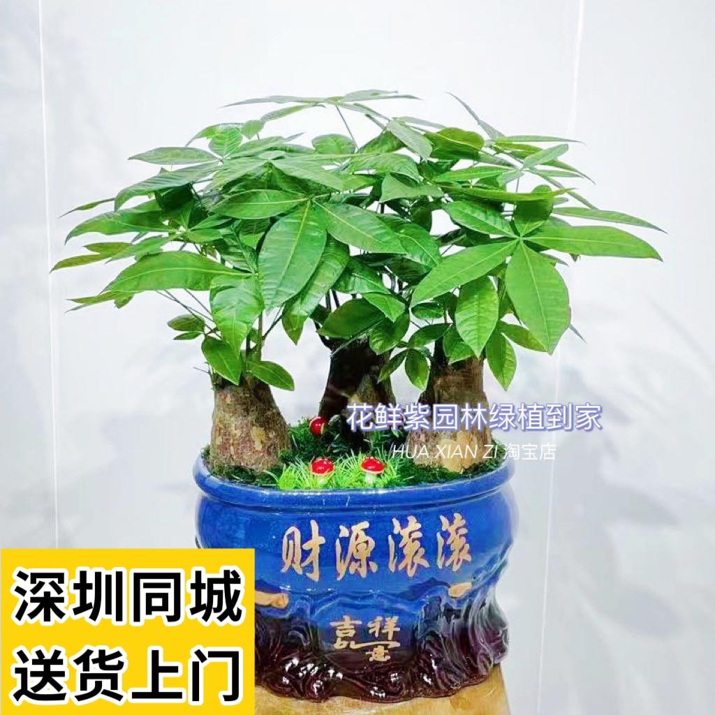 深圳发财树盆栽 开业送礼办公室客厅盆栽 吸收甲醛绿植造型盆景