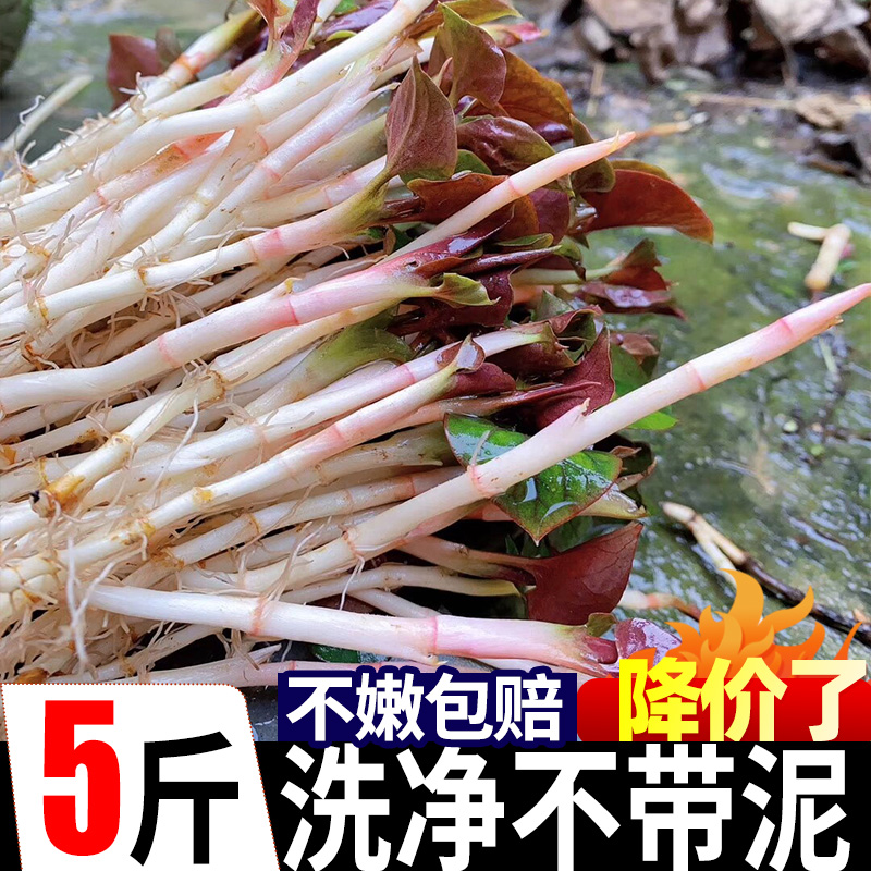 新鲜鱼腥草折耳根嫩根5斤农家时令现挖蕨菜野菜嫩叶蔬菜当季特产