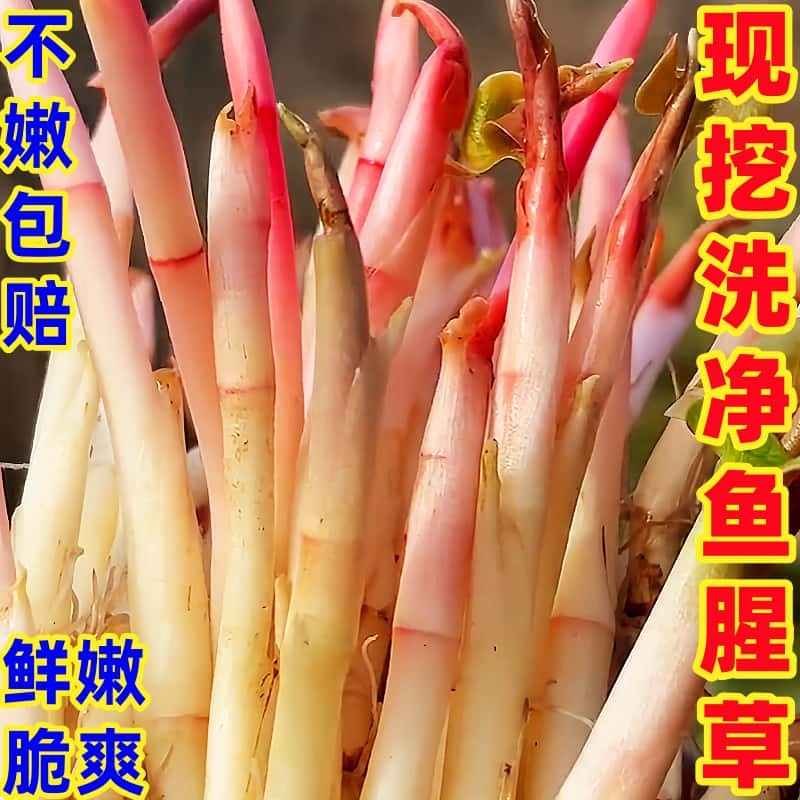 鱼腥草折耳根嫩根蕨菜农家时令现挖野菜香菜嫩芽新鲜蔬菜当季特产