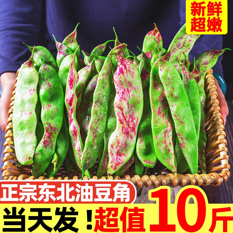 正宗东北油豆角10斤现摘新鲜蔬菜黑龙江一点红油豆角九月青开锅烂