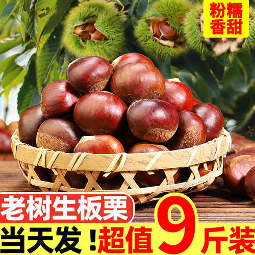 新鲜板栗生栗子当季现摘现发油栗子毛栗子粟子锥栗云南板栗球包邮