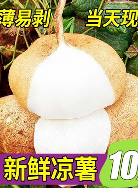 广西凉薯10斤大果新鲜现挖地瓜豆薯农家红薯白地瓜番薯当季水果