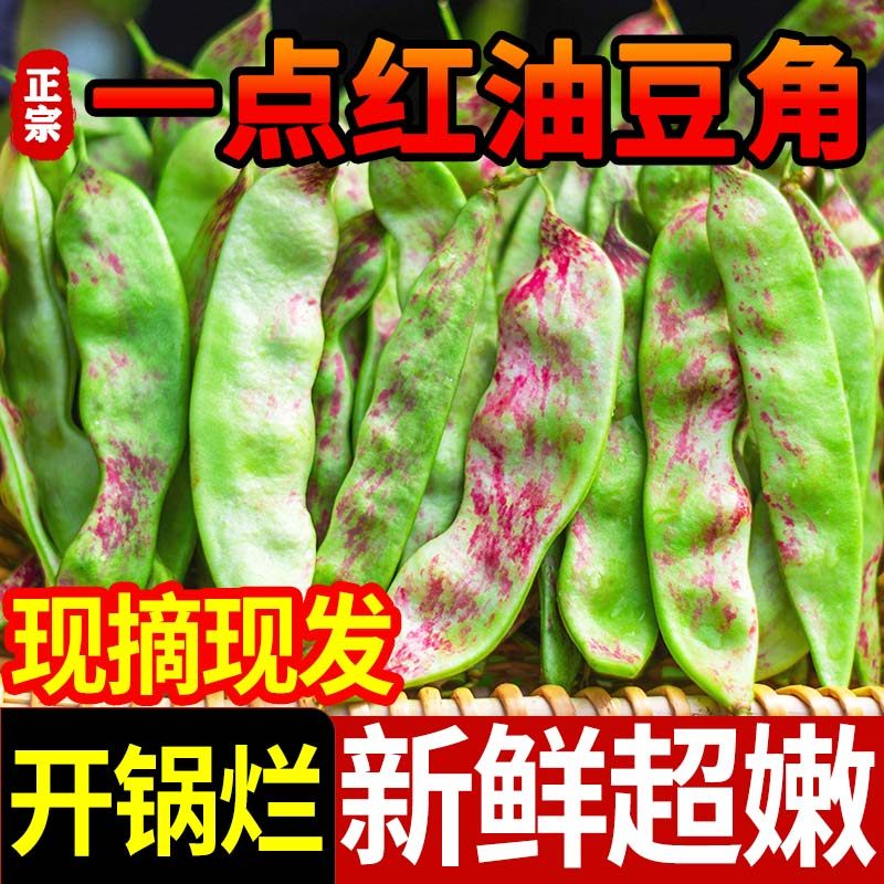 东北油豆角10斤现摘新鲜蔬菜黑龙江一点红油豆角九月青开锅烂整箱