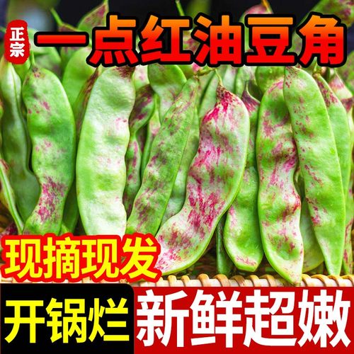 东北油豆角10斤现摘新鲜蔬菜黑龙江一点红油豆角九月青开锅烂整箱