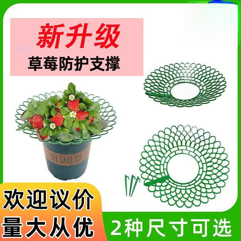 草莓托果网草莓支架子草莓苗种植架太阳花架盆栽草莓防烂果实支撑