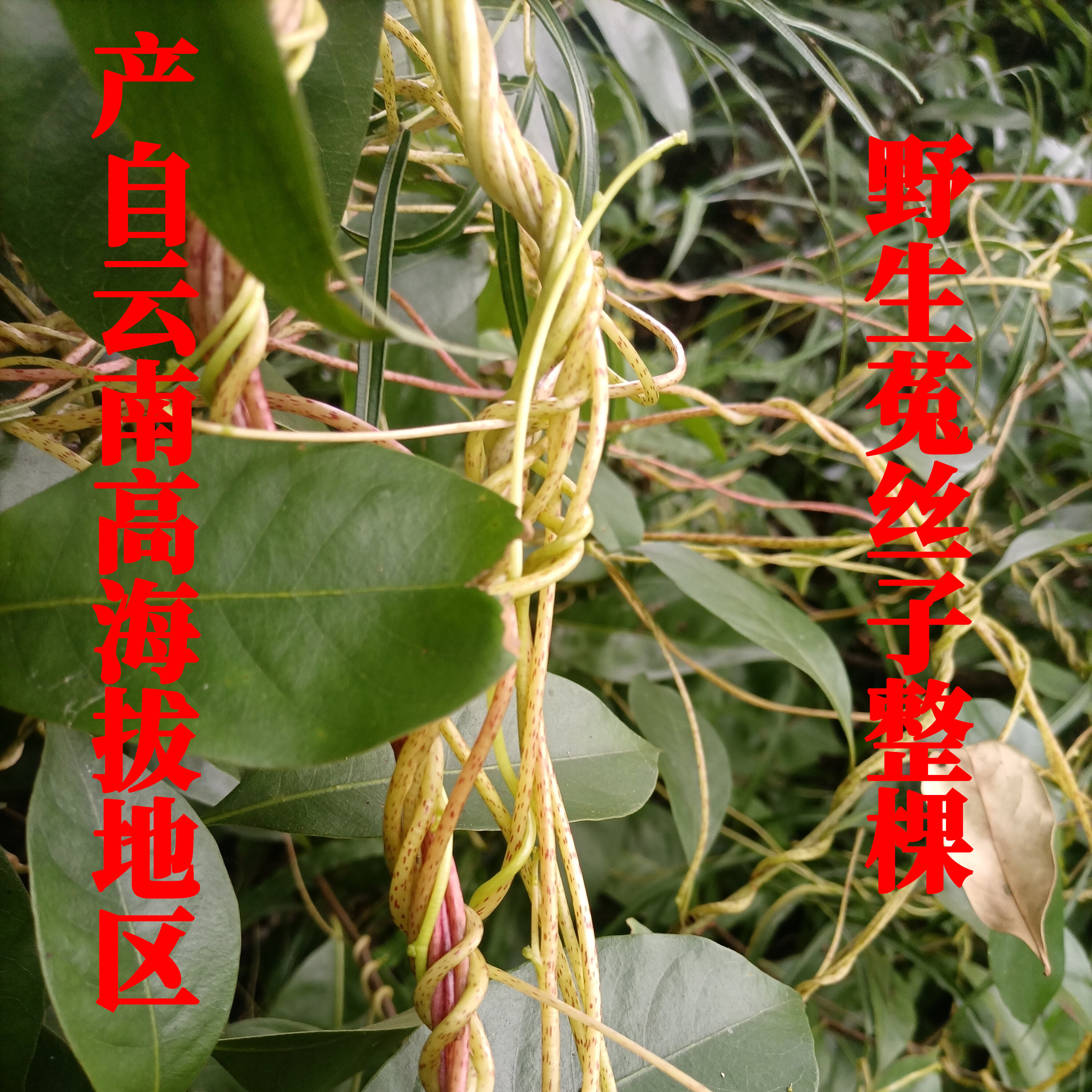 云南高原野深菟丝子带藤整棵无根草金丝藤豆寄生