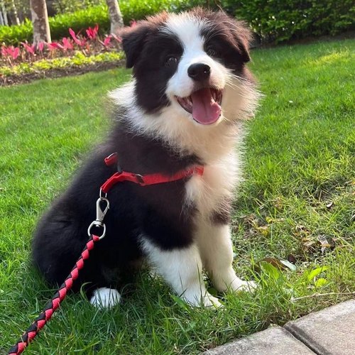纯种边境牧羊犬幼崽活体陨石边牧大型犬幼犬宠物狗