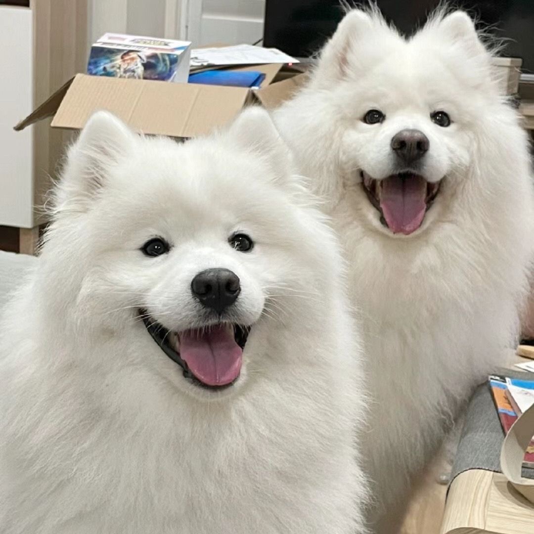 纯种熊版萨摩耶幼犬活体萨摩耶幼崽大型犬宠物狗