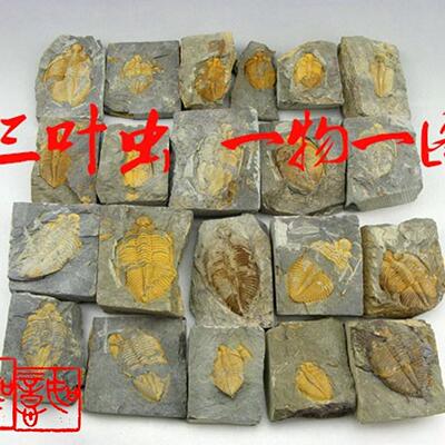 天然三叶虫化石精品古生物王冠虫真化石研学科普教具展品标本礼品