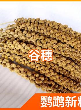 鹦鹉黄谷穗鸟粮鸟食饲料零天然带壳谷子仓鼠造景玄风学吃根装一斤