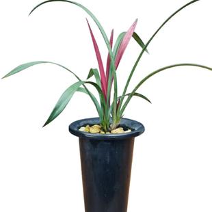 建兰红草红荷 兰好养红花网红小盆栽室内客 名贵迷你矮种兰花 四季