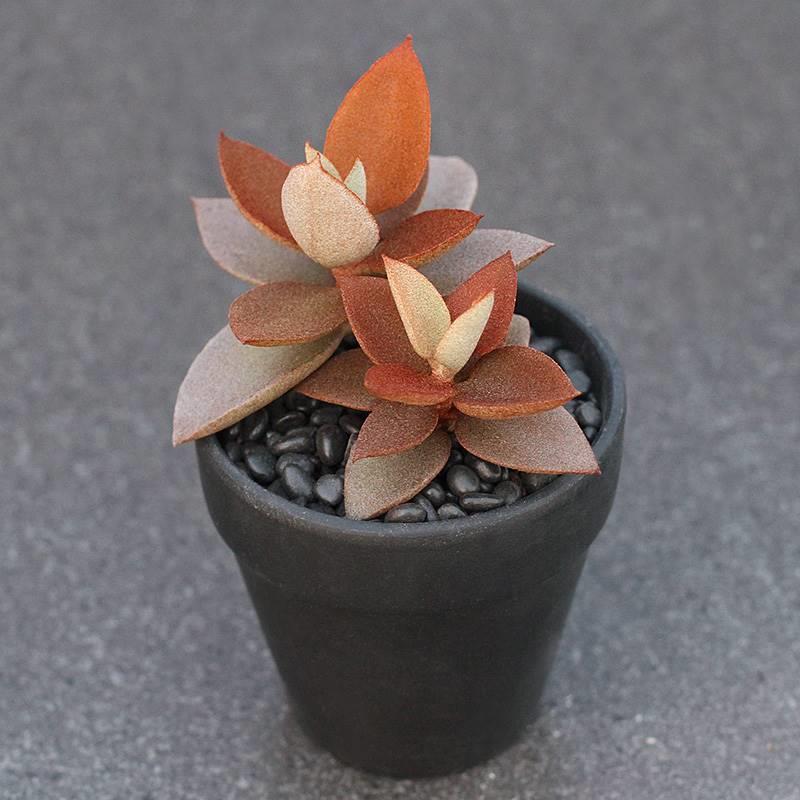 植物员外 金景天 稀有橙色金兔耳伽蓝菜属多肉植物组合盆栽萌肉肉
