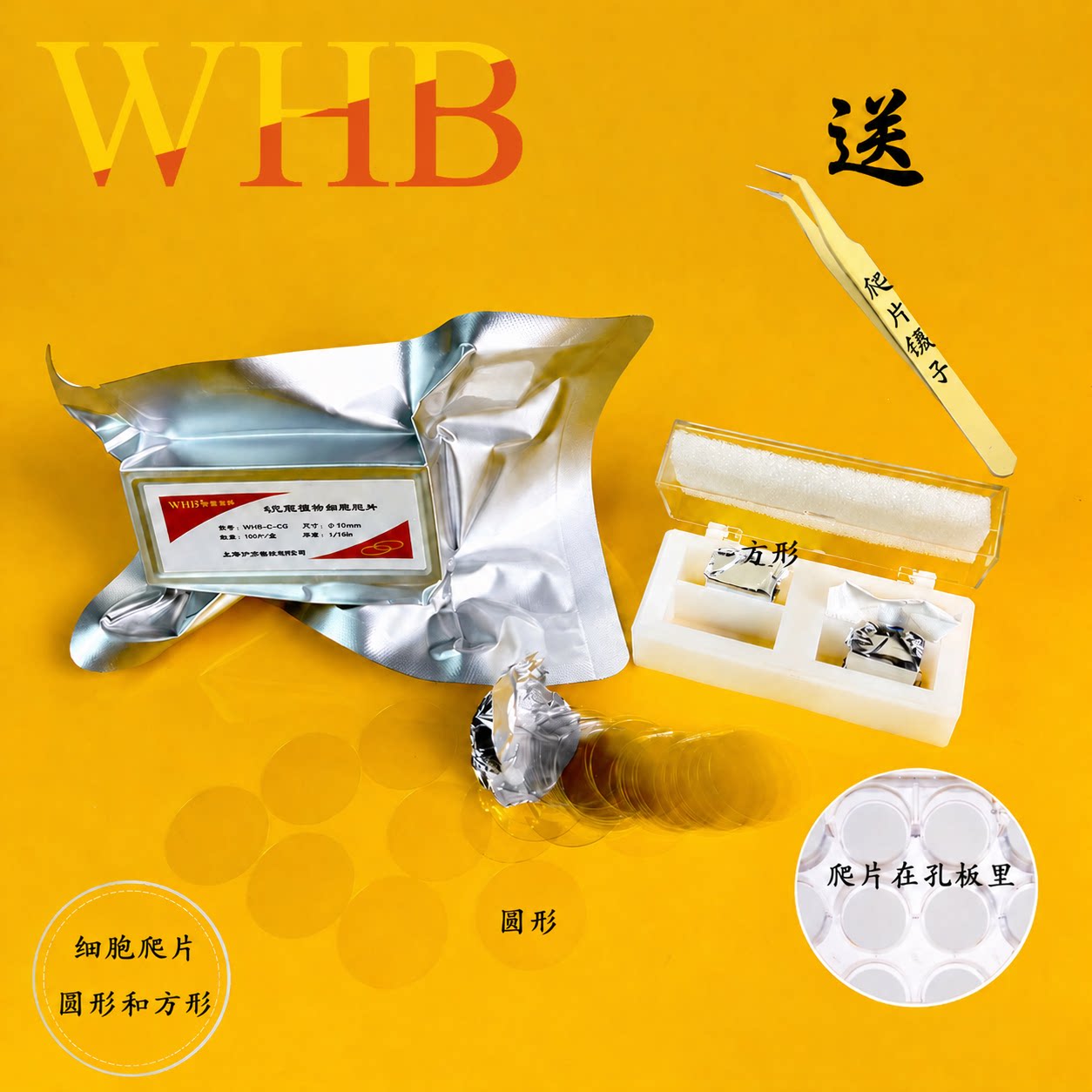 WHB卧宏TC处理细胞爬片图片
