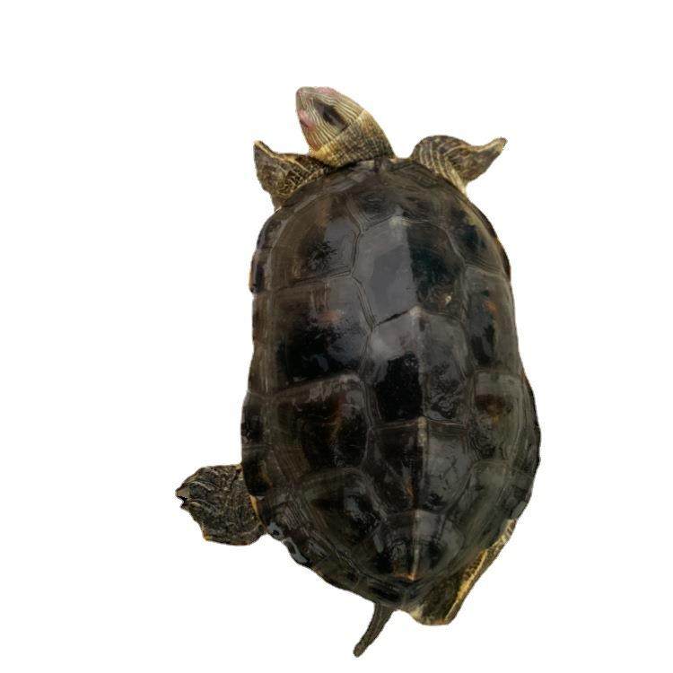 超大中华花龟珍珠龟招财镇宅观赏长寿活体大小乌龟活物宠物,宠物/宠物食品及用品,龟/鳖,淘宝优惠券,粉丝福利购,淘宝优惠卷