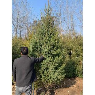 真的圣诞树真树盆栽活挪威云杉真正的圣诞树松树大诺贝松