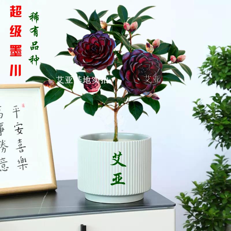 墨川茶花盆栽名贵树苗超墨双墨系列开黑色黑红色稀有阳台花卉精选