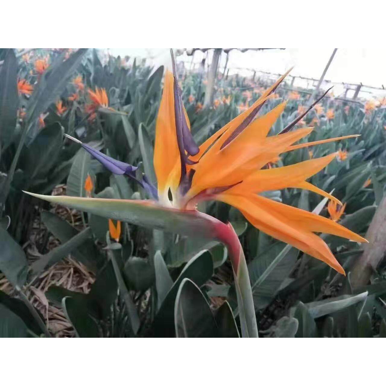 鹤望兰天堂鸟开花种基地大型盆栽绿植观叶观花客厅办公室四季观赏