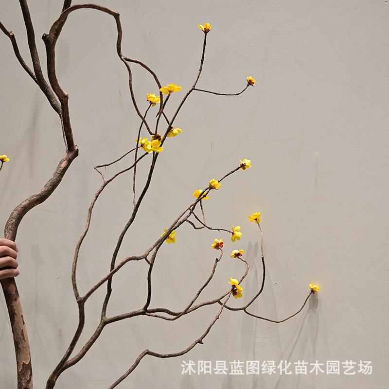真梅花枝干枝天然花造景装饰枯插花树枝梅花枝假树枝DDW造型干树