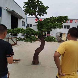 仿真客松树植罗汉松32639松绿假松树商场室内装饰造型美人景观摆