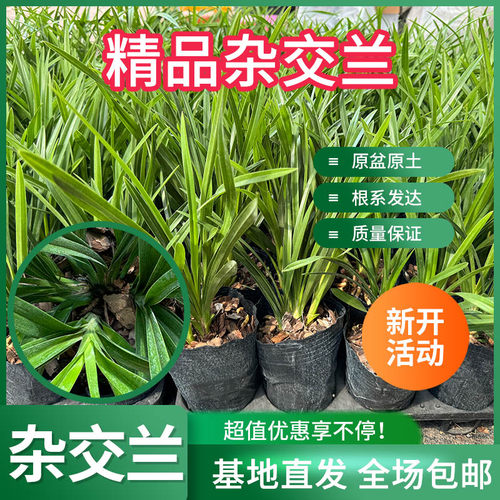 云南昆明杂交兰花苗盆栽带花苞