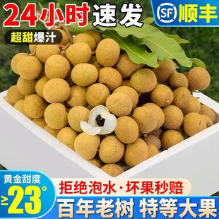 【现摘现发福建龙眼新鲜5/10斤整箱桂圆水果产地储良石硖高州